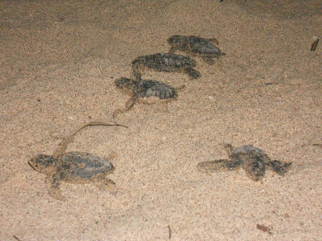 ホテル ベラ ニラヴェリ ビーチ エクステリア 写真